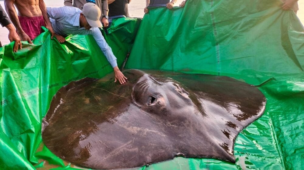 Stvorenje teško 300 kila i dugačko četiri metra: Najveća slatkovodna riba ulovljena u Kambodži (VIDEO) 1