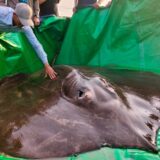 Stvorenje teško 300 kila i dugačko četiri metra: Najveća slatkovodna riba ulovljena u Kambodži (VIDEO) 8