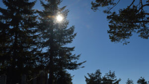 Svake godine u užičkom regionu neiskorišćeno je 13 miliona dinara za zaštitu šuma 3