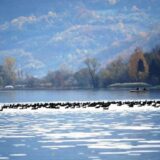 Šta su pokazale analize mrlje koja se širi po površini Zvorničkog jezera 13