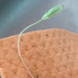 “E ovo još niste videli, nikla mi je biljka iz truleksa”: Kako se javljaju klice u krpama, sunđerima i žicama za sudove (FOTO) 2