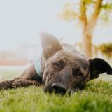 Pet festival u subotu, 4. juna u TC Galerija 10