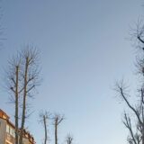 Orezivanje glave drveta - spas ili put ka uništenju? 6