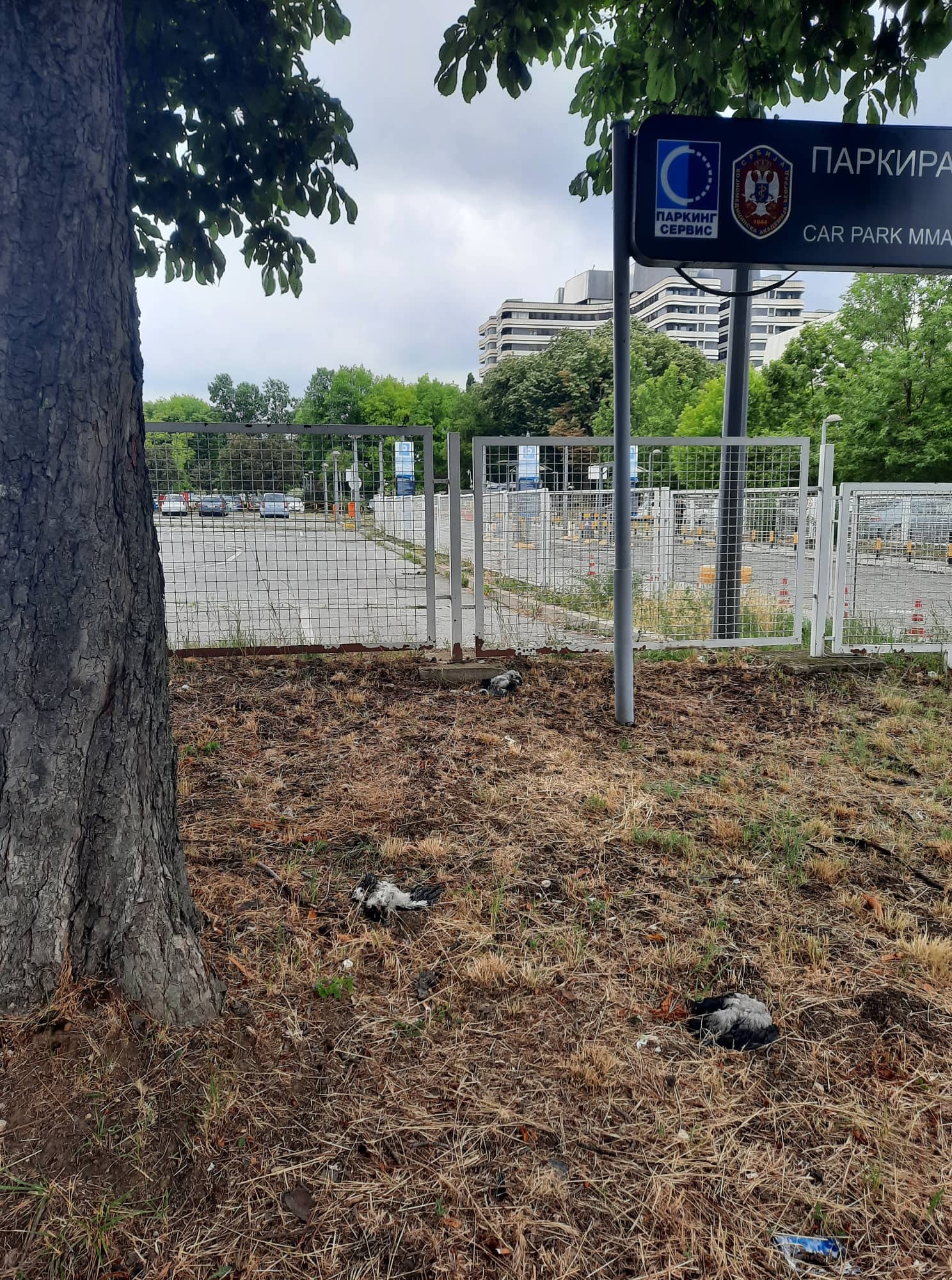 Primećen veći broj uginulih ptica ispred VMA, uzrok uginuća nepoznat (FOTO) 3