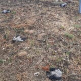 Šta se dešava sa sivim vranama i svrakama u Beogradu: Čudno ponašanje, ljudima se savetuje da im ne prilaze 3