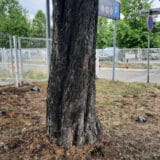 Primećen veći broj uginulih ptica ispred VMA, uzrok uginuća nepoznat (FOTO) 8