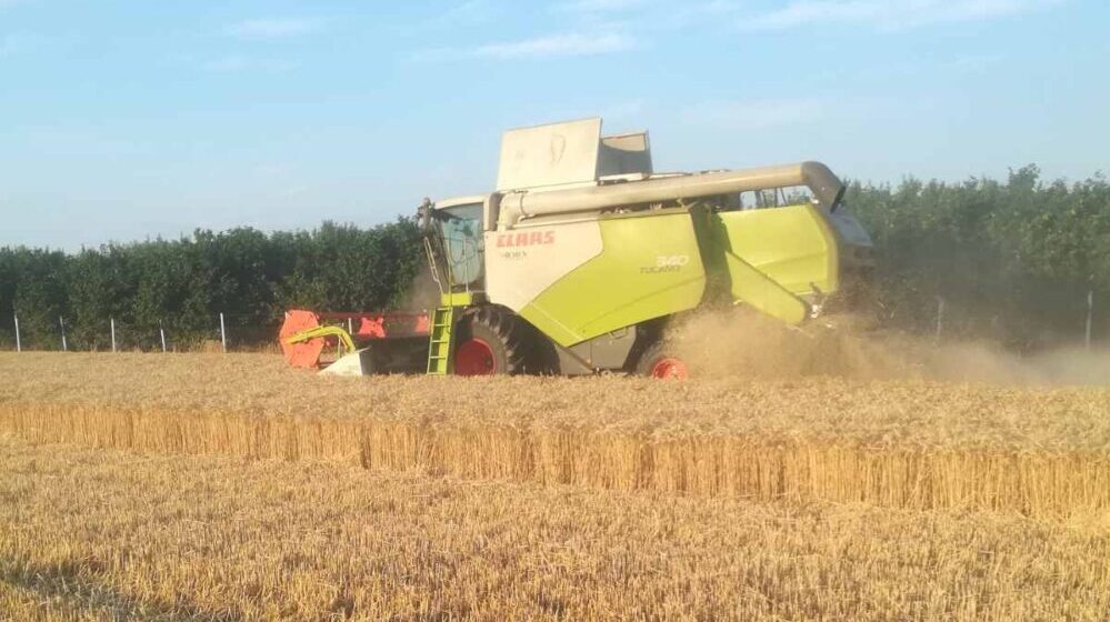 Savović: Izvoz viška pšenice, kukuruza i suncokreta otežavaju problemi sa logistikom 1