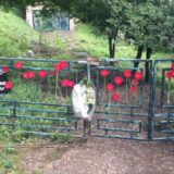 Silovane u ratu, zaboravljene u miru 6