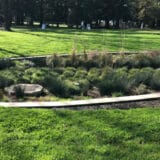 Da li su kišni vrtovi rešenje za bujične poplave u našim gradovima? 13