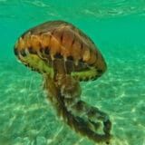 U Jadranu uočena opasna meduza 5