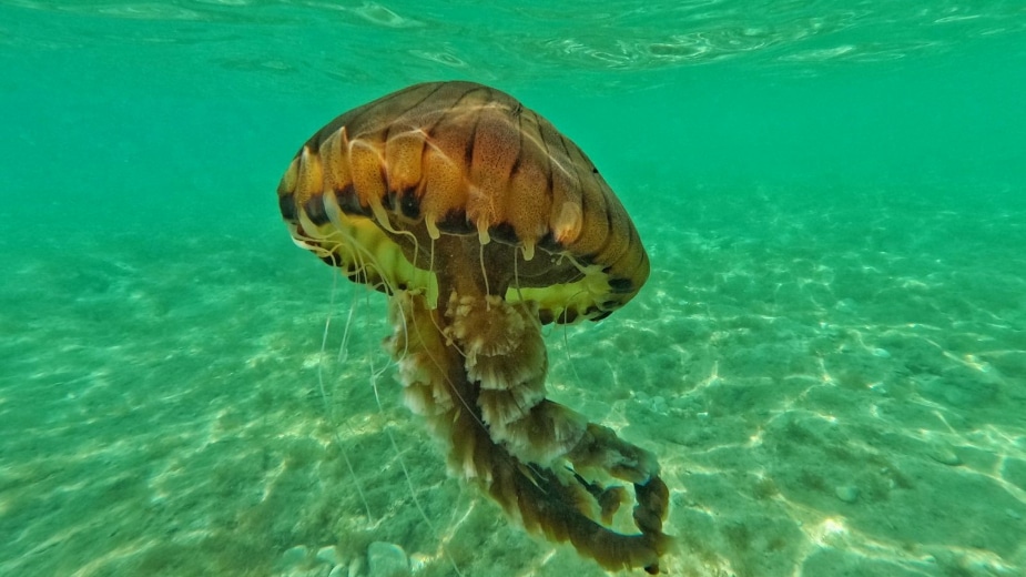 U Jadranu uočena opasna meduza 1