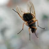 Kako sprečiti muve da uđu u kuće: Evo čime treba održavati kantu za otpatke 9