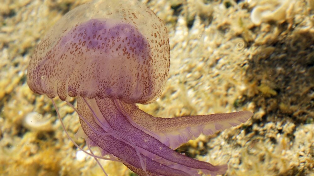 Ljubičaste meduze u Grčkoj su u porastu, šta raditi ako vas ubodu? 1