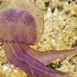 Ljubičaste meduze u Grčkoj su u porastu, šta raditi ako vas ubodu? 6