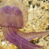 Ljubičaste meduze u Grčkoj su u porastu, šta raditi ako vas ubodu? 14