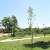 NS Kragujevac: Zelena inicijativa kao paravan za nerad i anarhiju 9