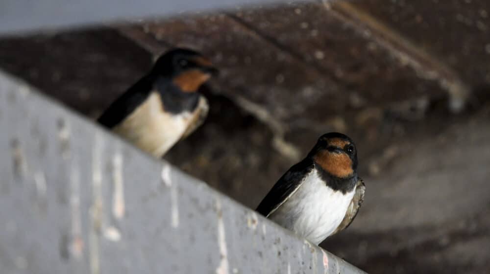 Takmičenje za domaćinstvo sa najviše lastavica 1