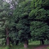 Potpisani ugovori za pošumljavanje u 28 gradova i opština u Srbiji 4