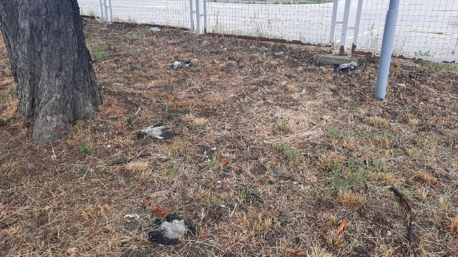 Primećen veći broj uginulih ptica ispred VMA, uzrok uginuća nepoznat (FOTO) 2