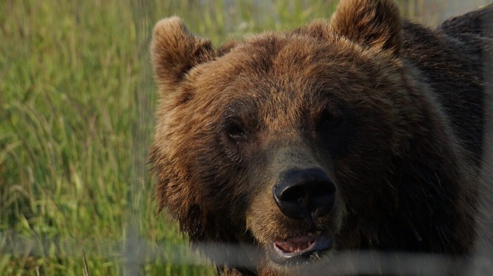 Policija pronašla dva strogo zaštićena mrka medveda u kavezu u Kraljevu 1