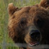 Policija pronašla dva strogo zaštićena mrka medveda u kavezu u Kraljevu 5