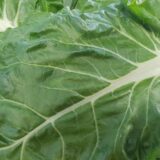 Hladna salata od blitve za vrele dane koji stižu (RECEPT) 2