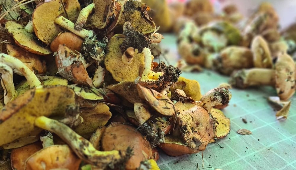 Reporter Danasa u potrazi za pečurkama: U ataru zaječarskog sela našli smo vrganje, sunčanice i lisičarke 2