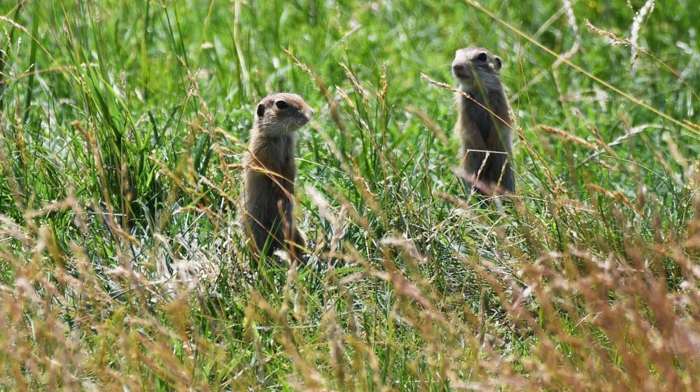 Stanje životne sredine u Srbiji za 99 odsto ispitanika "žalosno", "očajno" 1