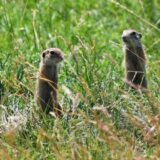 Stanje životne sredine u Srbiji za 99 odsto ispitanika "žalosno", "očajno" 3