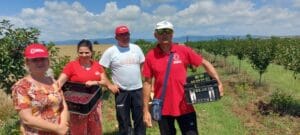 Niške Dveri: Proizvođači višanja seku stabla puna roda zbog niske otkupne cene 3 Niške Dveri: Proizvođači višanja seku stabla puna roda zbog niske otkupne cene 3