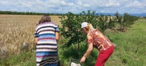 Niške Dveri: Proizvođači višanja seku stabla puna roda zbog niske otkupne cene 2 Niške Dveri: Proizvođači višanja seku stabla puna roda zbog niske otkupne cene 2