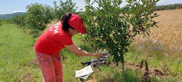 Koliko otkupljivači plaćaju ovogodišnji rod višanja u Vranju i okolini 1