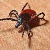 Kako se zaštiti od krpelja i šta raditi ako vas ujede: Koji simptomi ukazuju na infekciju 7