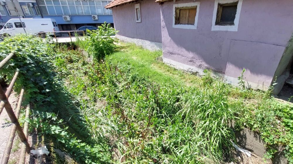 Smeće, zmije i pacovi u centru Zaječara 1