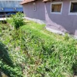 Smeće, zmije i pacovi u centru Zaječara 8