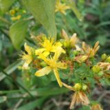 kantarion foto wikipedia Milimidragan 92