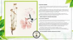 kladovski karanfil Udruženje “Divljina” ukazuje i opominje: Povedimo računa o Kladovskom peščaru da ne bude kasno 4