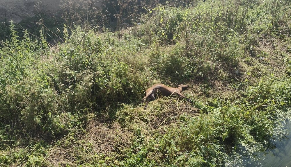 Pokidana žica sa trafoa pala na meštanina i njegove koze u selu kraj Zaječara: Sve životinje ubila je struja, dok je čovek prevezen u bolnicu 2