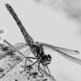 presek zlata vredan sepurenje foto promo