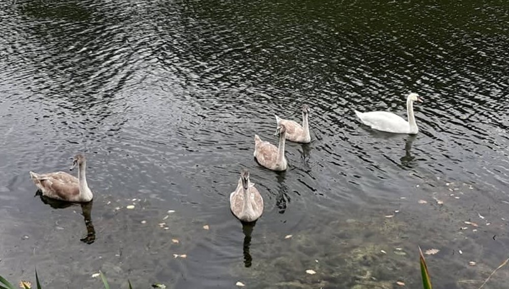 Tek kada su ljudi napustili zaječarsko jezero Sovinac, nastanila se usamljena porodica labudova 2