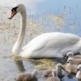 Tek kada su ljudi napustili zaječarsko jezero Sovinac, nastanila se usamljena porodica labudova 2
