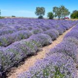 Ljubičasta polja lavande postala hit za fotografisanje u Subotici i u okolini 6