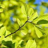 Hrastove šume u Srbiji ozbiljno ugrožene zbog klimatskih promena 3