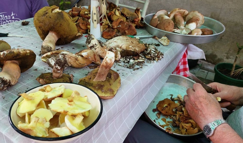 Reporter Danasa u potrazi za pečurkama: U ataru zaječarskog sela našli smo vrganje, sunčanice i lisičarke 5