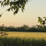 SSP: Subotički poljoprivrednici očajni, poljoprivreda je postala najveća igra na sreću 11