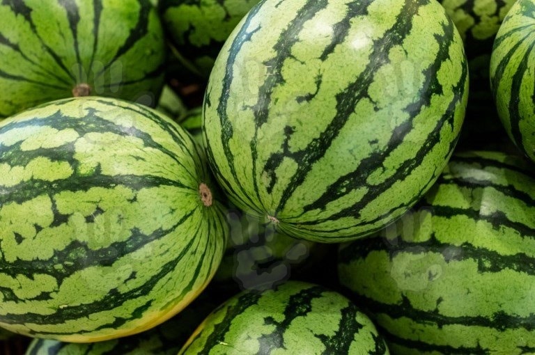 "Crna" lubenica prodata za 4.300 evra, seme možete kupiti i u Srbiji 1