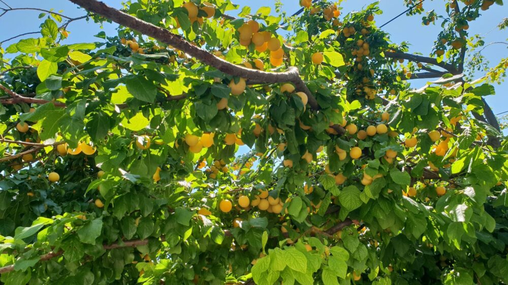 Ringlov, nezasluženo potcenjen rođak šljive, sok i rakija su odlični (RECEPT) 1