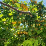 Ringlov, nezasluženo potcenjen rođak šljive, sok i rakija su odlični (RECEPT) 1