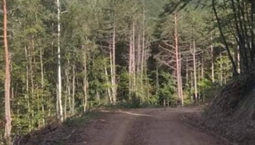 Reporter Danasa u potrazi za pečurkama: U ataru zaječarskog sela našli smo vrganje, sunčanice i lisičarke 4