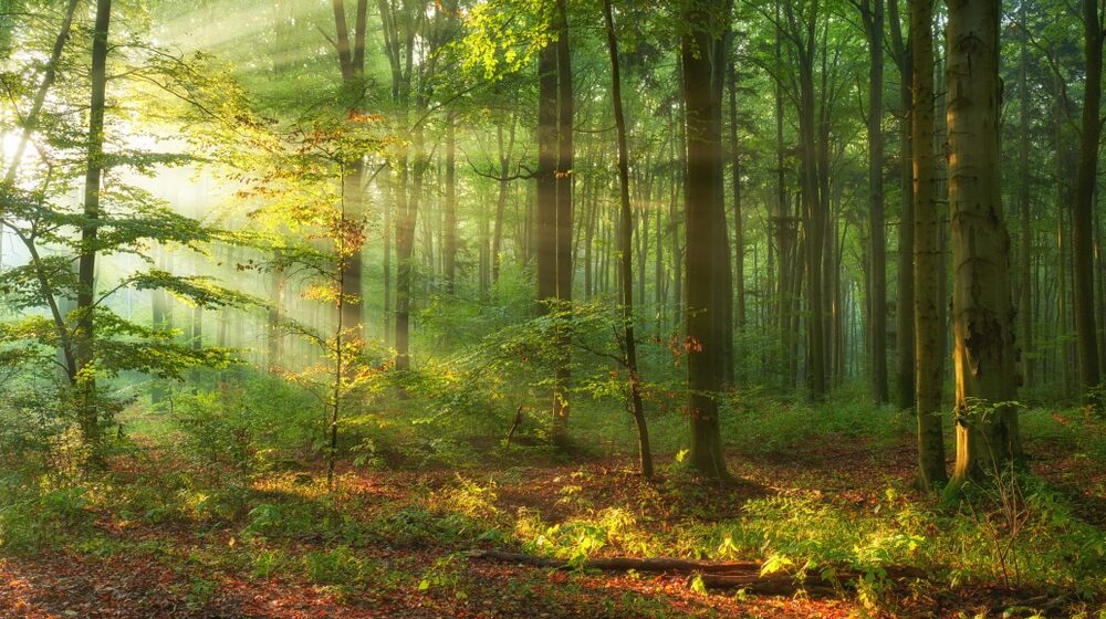 Srbija bi do kraja ovog veka mogla da ostane bez najmanje četiri vrste drveća 1